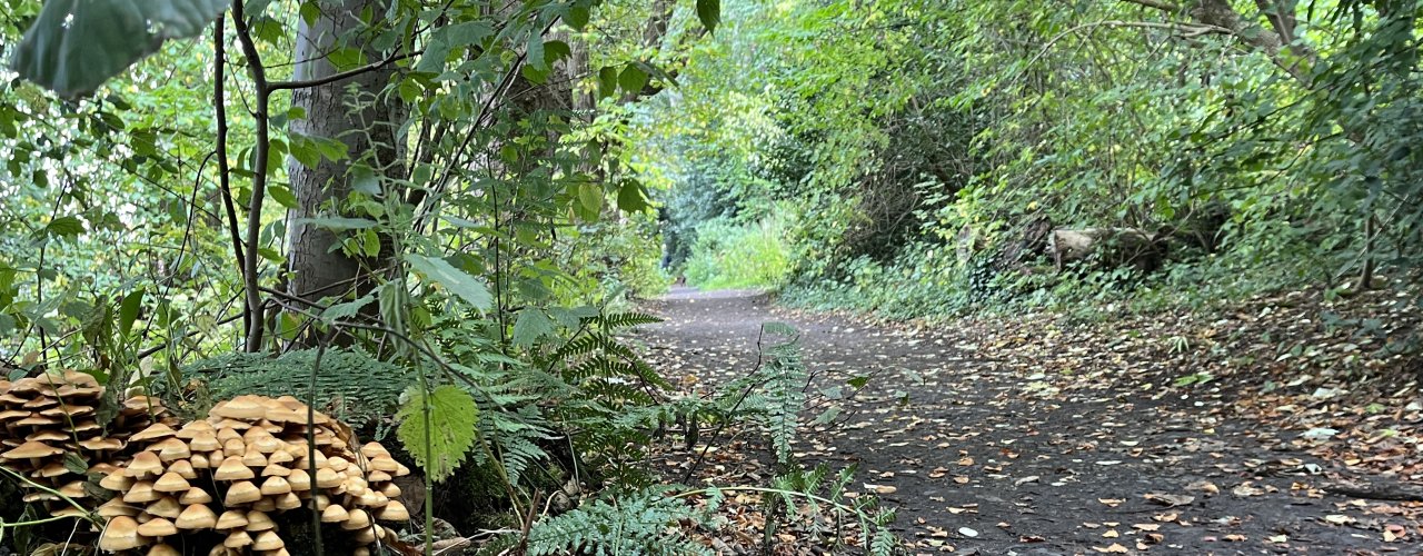 Welcome to Easter Craiglockhart Hill in September