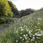 Meadow in July
