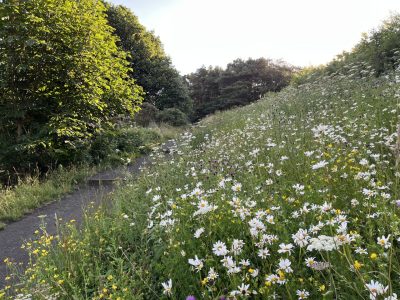 Meadow in July