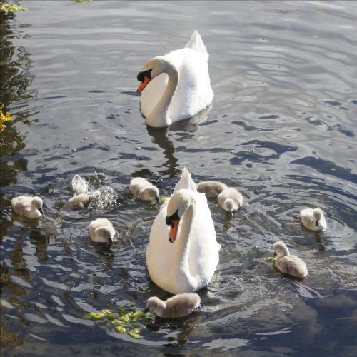 Swan Family 2020