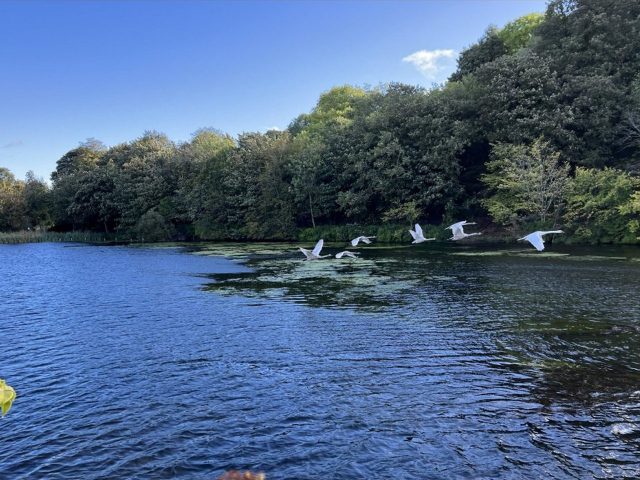 Swans Flying